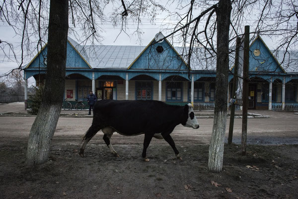 a cow in the village of Radinka