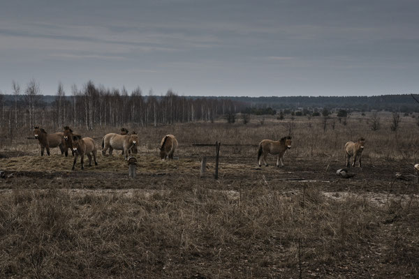 Wild Przewalski horses around the Chernobyl Exclusion Zone.