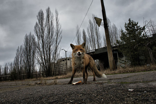 A fox wanders in the streets of the ghost town of Pripyat.