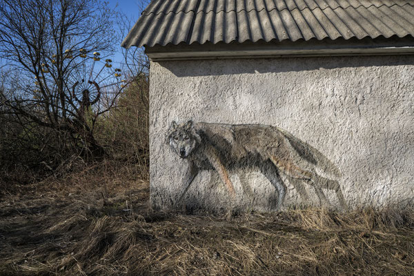 A graffiti in the ghost town of Pripyat depicting a wolf, one of the most widespread species in the Chernobyl exclusion zone.