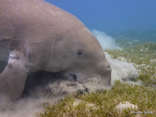 Dugong