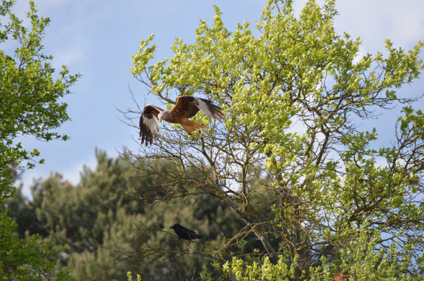 Foto: Martin Wölker