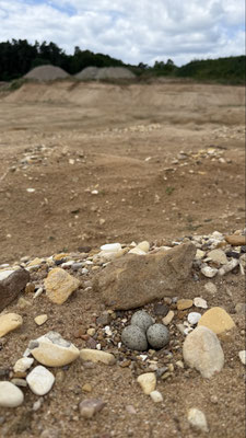 Gelege des Flussregenpfeifers in der Kiesgrube (c) A. Märtlbauer