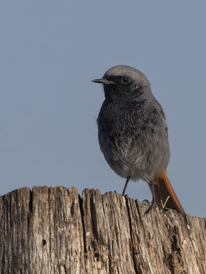 Männlicher Hausrotschwanz, Foto: Andreas Märtlbauer