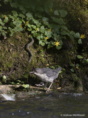 Junge Wasseramsel (c) A. Märtlbauer