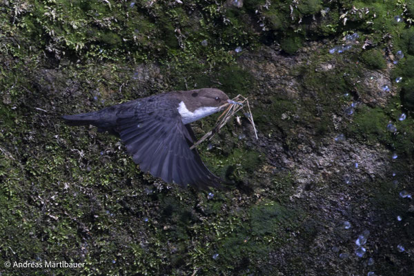 Adulte Wasseramsel mit Nistmaterial (c) A. Märtlbauer