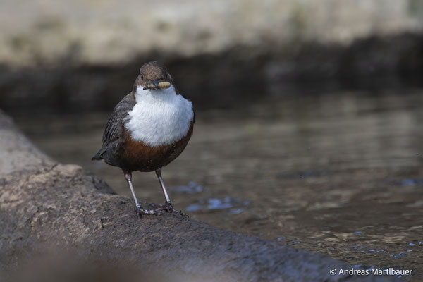 Adulte Wasseramsel mit Futter (c) A. Märtlbauer