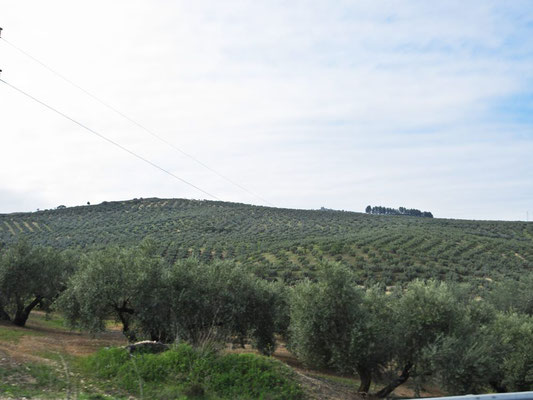 In Andalusien fahren wir über hunderte von Kilometern entlang von Olivenplantagen