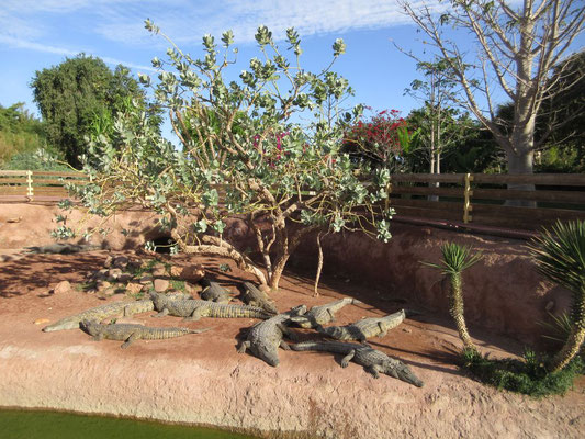 Der Crocopark bei Agadir beherbergt über 300 Krokodile