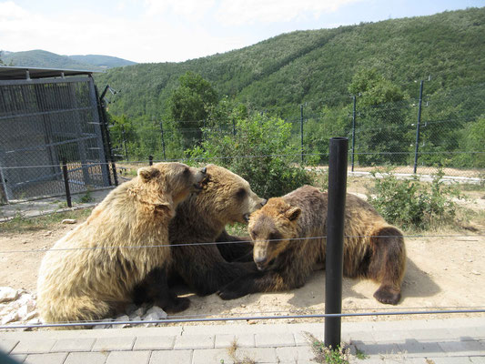 Bärenpark bei Pristina, drei Geschwister