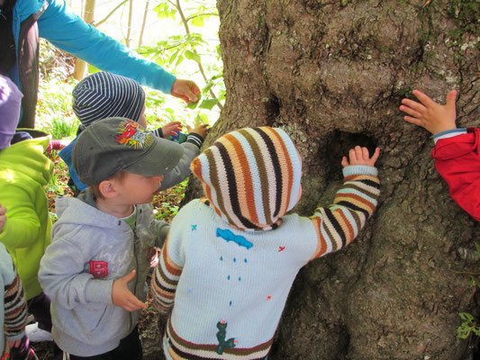 Wir untersuchen... Baum und Rinde