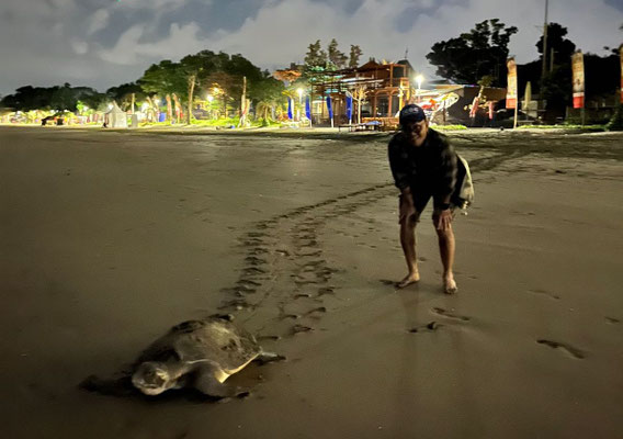 beach monitoring on nesting season 