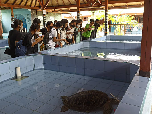turtle education 