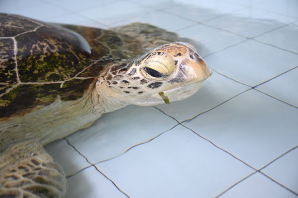 giant green sea turtle 