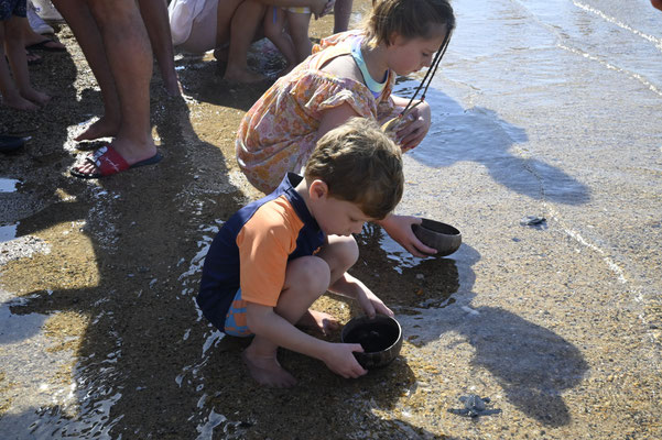 babies turtle release on beach 