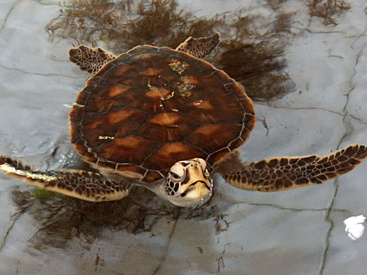 juvenile green sea turtle 