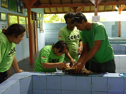 turtle care 