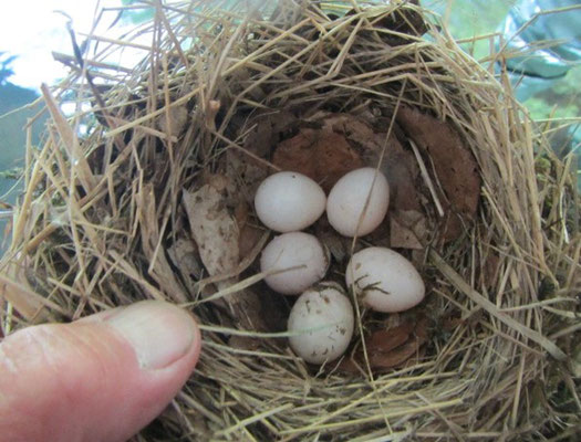 Ein Blick in ein Nest mit Eiern