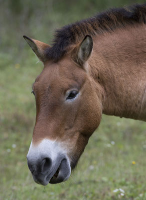 Prezewalski Pferd