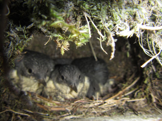 Wasseramsel-Nachwuchs im Nest