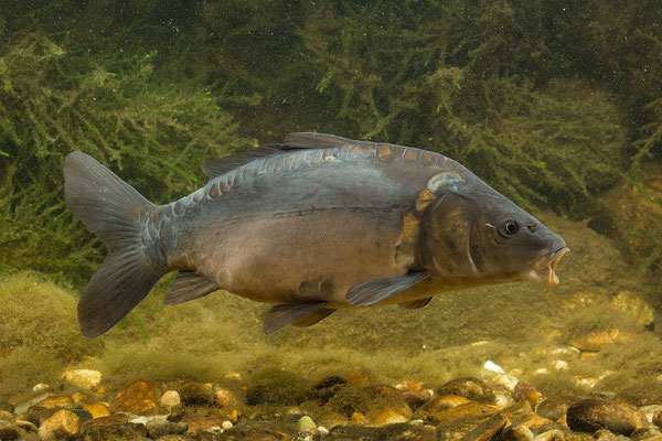 Spiegelkarpfen (Andreas Hartl, LBV Bildarchiv)