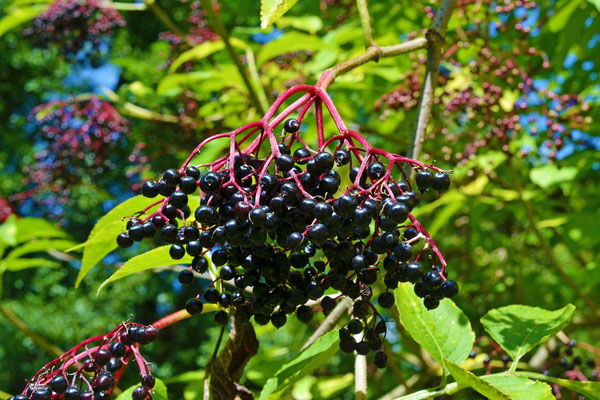 Holunder (Beeren)