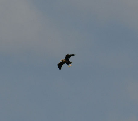 Seeadler im Landeanflug 