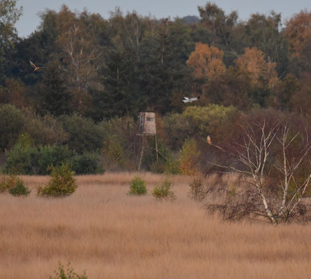 Die Kornweihen fliegen Angriffe auf den in der Birke sitzenden Habicht.