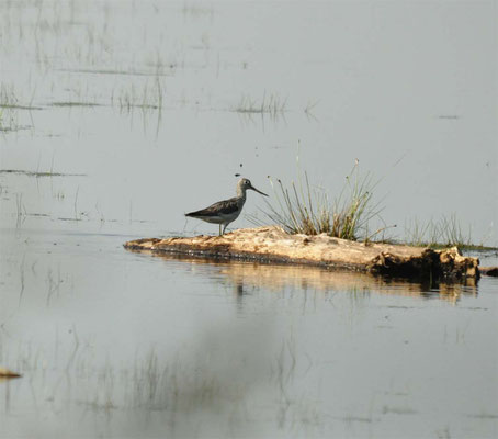 Dunkler Wasserläufer