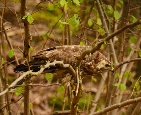 Bussard am Attersee