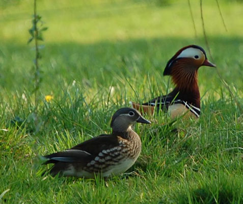 Mandarinente an der Düte in Wersen
