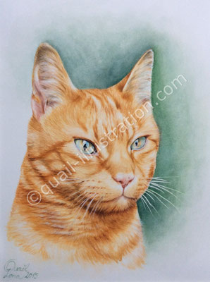Katze Portrait