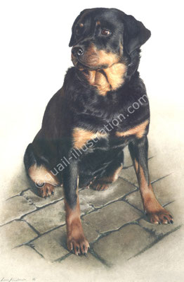 Rottweiler in Gouache