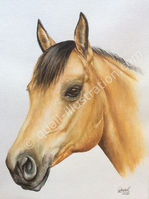 Pferdeportrait in Gouache