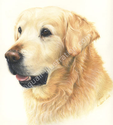 Golden retriever Portrait