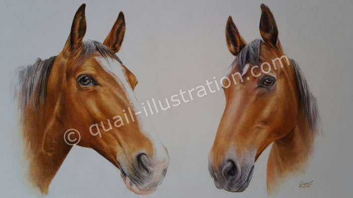 Portrait von 2 Pferde in Gouache