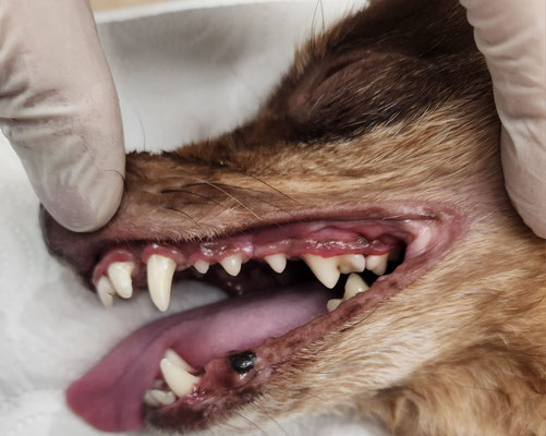 Gebiss des Hundes nach erfolgter Zahnreinigung