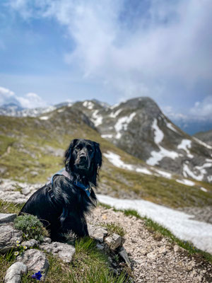 Cooper