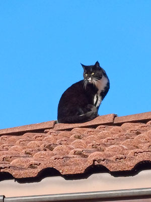 Unsere gute Seele "Blacky", ein Hauscoon