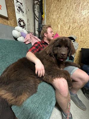 Die gemütlichkeit in Hund