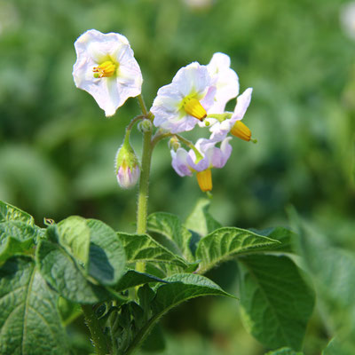 Seed Potatoes