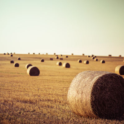 Spelt and Straw