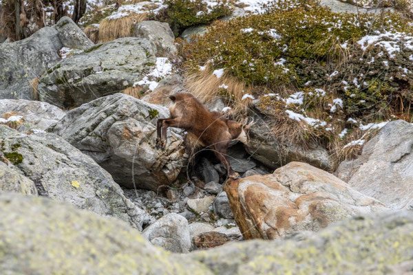 Chamois dans la Gordolasque