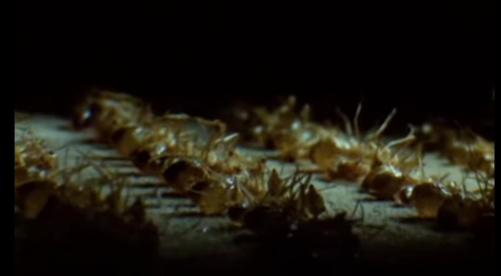 der Film wartet mit einer beeindruckenden Visualisierung auf, die sich jedoch überwiegend darauf beschränkt, die Entwicklung des Ameisenstaates zu porträtieren