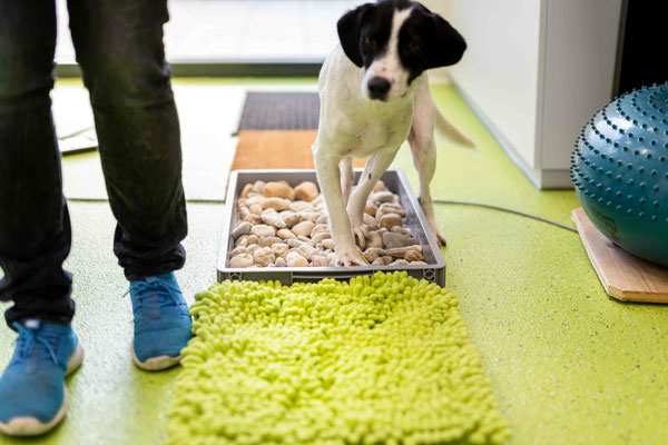 vetpix.at - MRT für Hunde und Kleintiere, CT für Hunde und Kleintiere - Ihr Tier in guten Händen - Laufanalyse bei Ihrem Hund