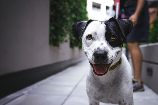 mrt hund kosten was kostet ein mrt fur hunde vetpix mrt fur hunde kleintierdiagnostik
