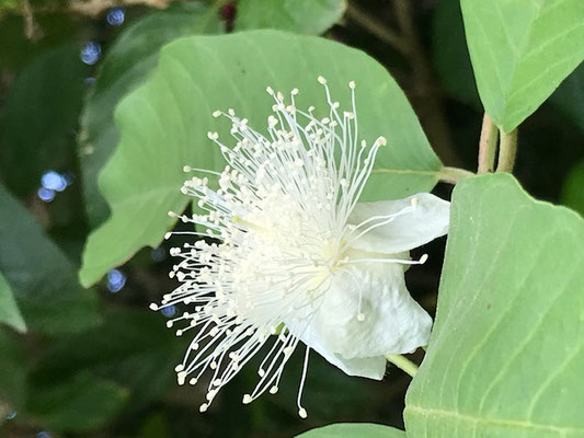 庭にグァバの花と果実 Annsea Ishigaki ページ