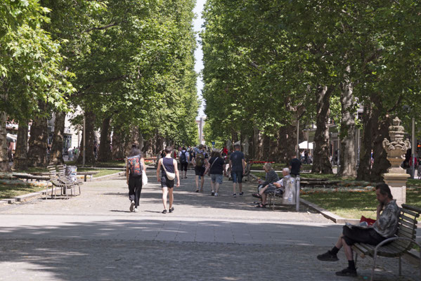 Allee, wunderschön zum Flanieren