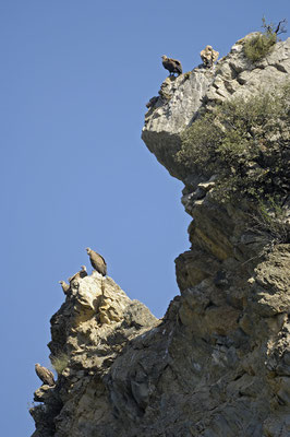 Gänsegeier (Gyps fulvus)