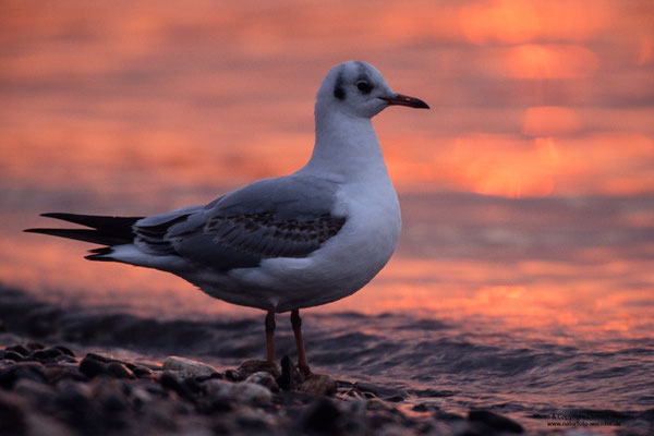 Lachmöwe (Larus ridibundus)